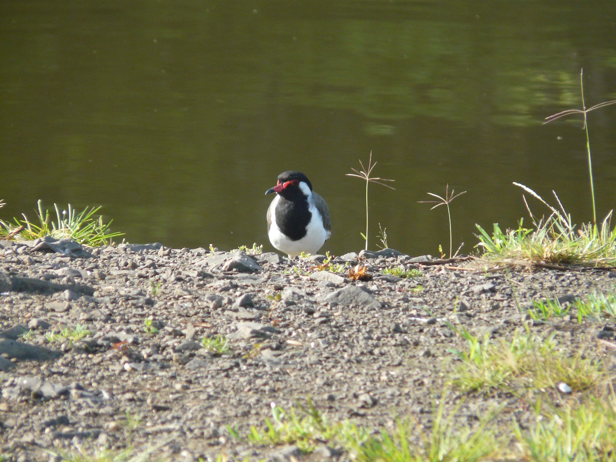 Red-wattled Lapwing - ML623955149