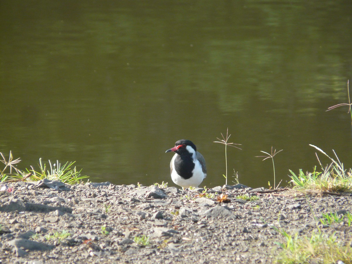 Red-wattled Lapwing - ML623955151