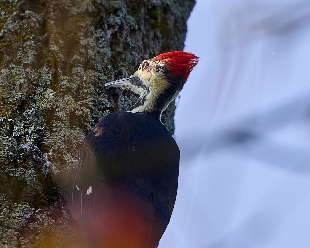 Pileated Woodpecker - ML623955156