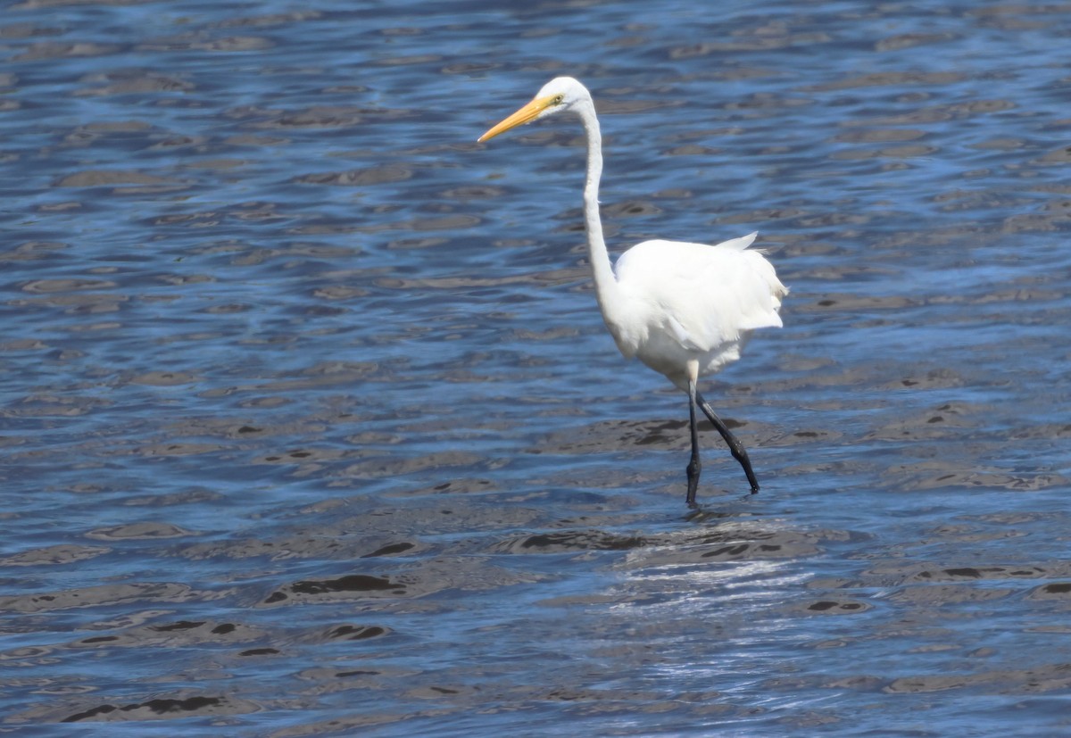 Great Egret - Jan Harm Wiers