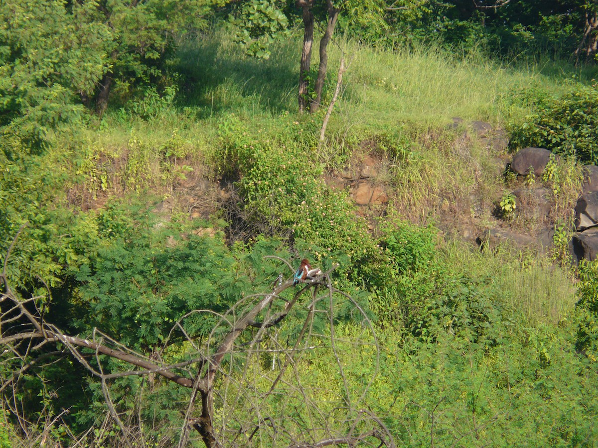 White-throated Kingfisher - ML623955161