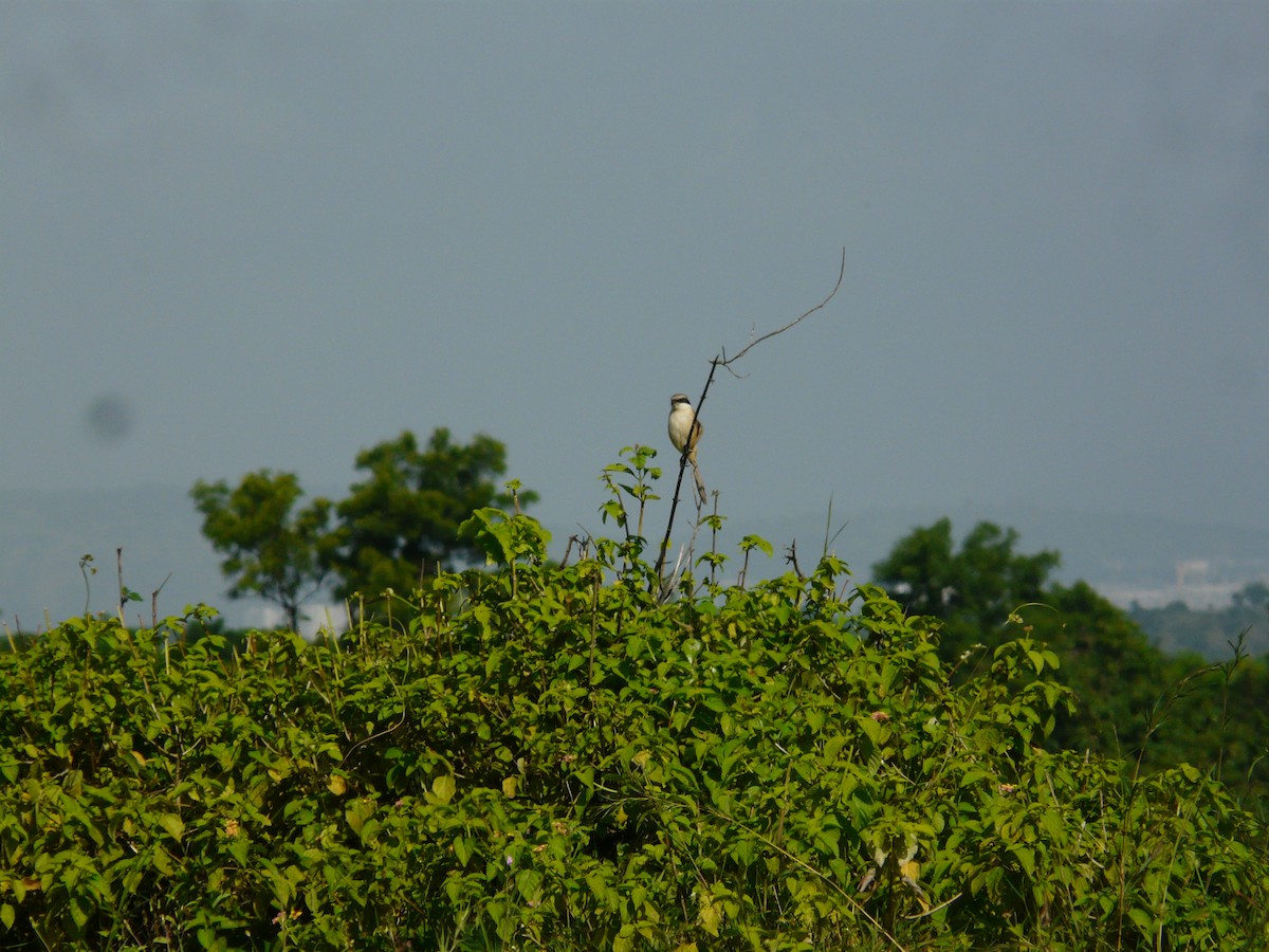 Long-tailed Shrike - ML623955169