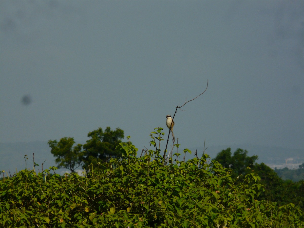 Long-tailed Shrike - ML623955170