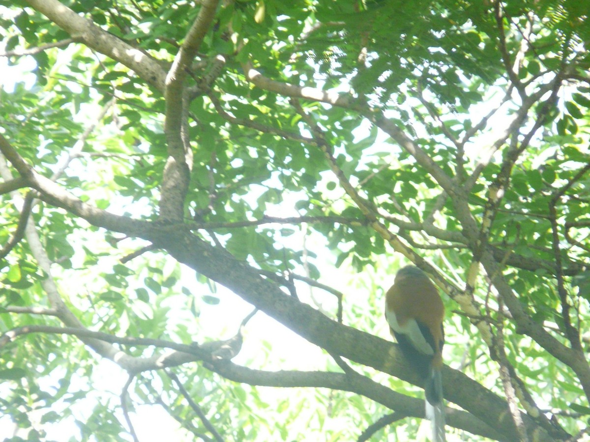 Rufous Treepie - ML623955175