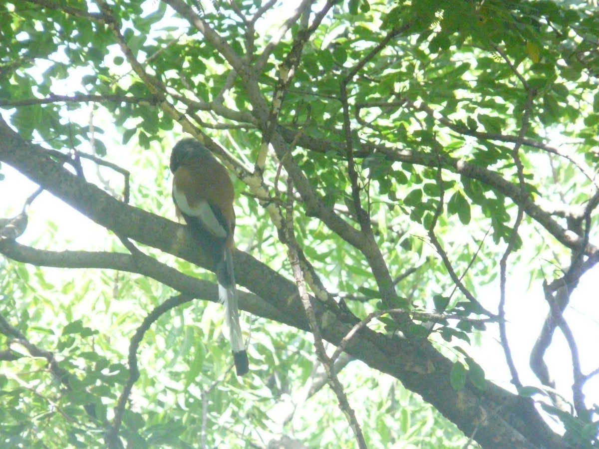 Rufous Treepie - ML623955177