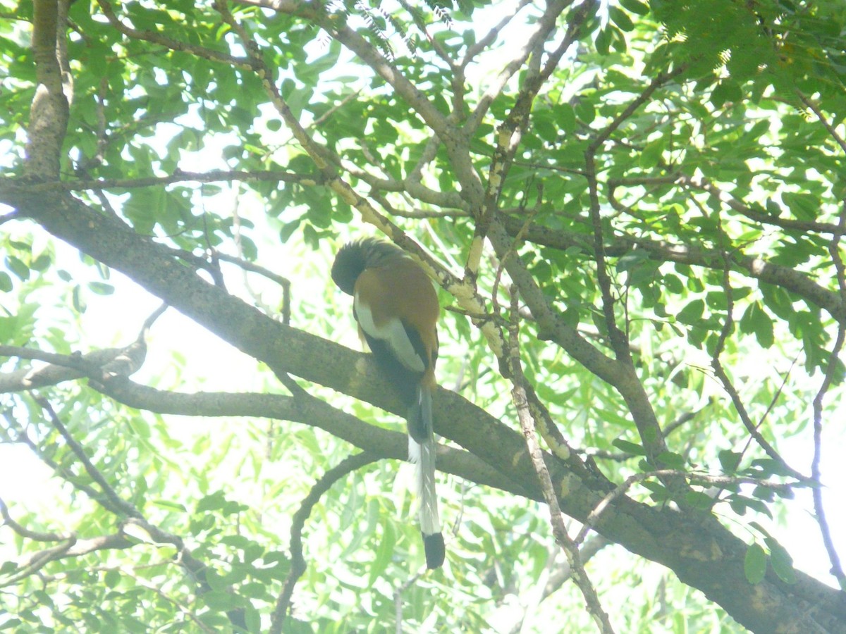 Rufous Treepie - ML623955178