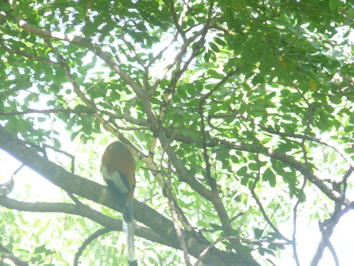 Rufous Treepie - ML623955179