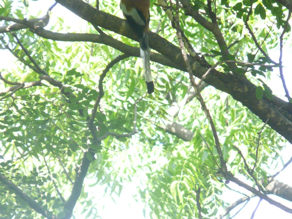 Rufous Treepie - ML623955180