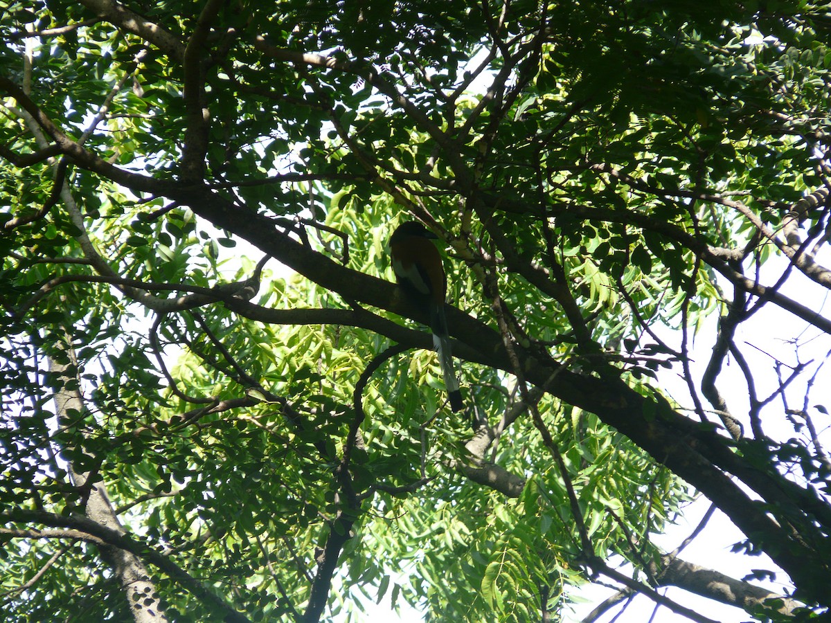 Rufous Treepie - ML623955181