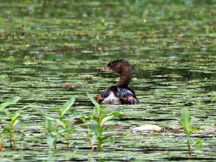 Pied-billed Grebe - ML623955182