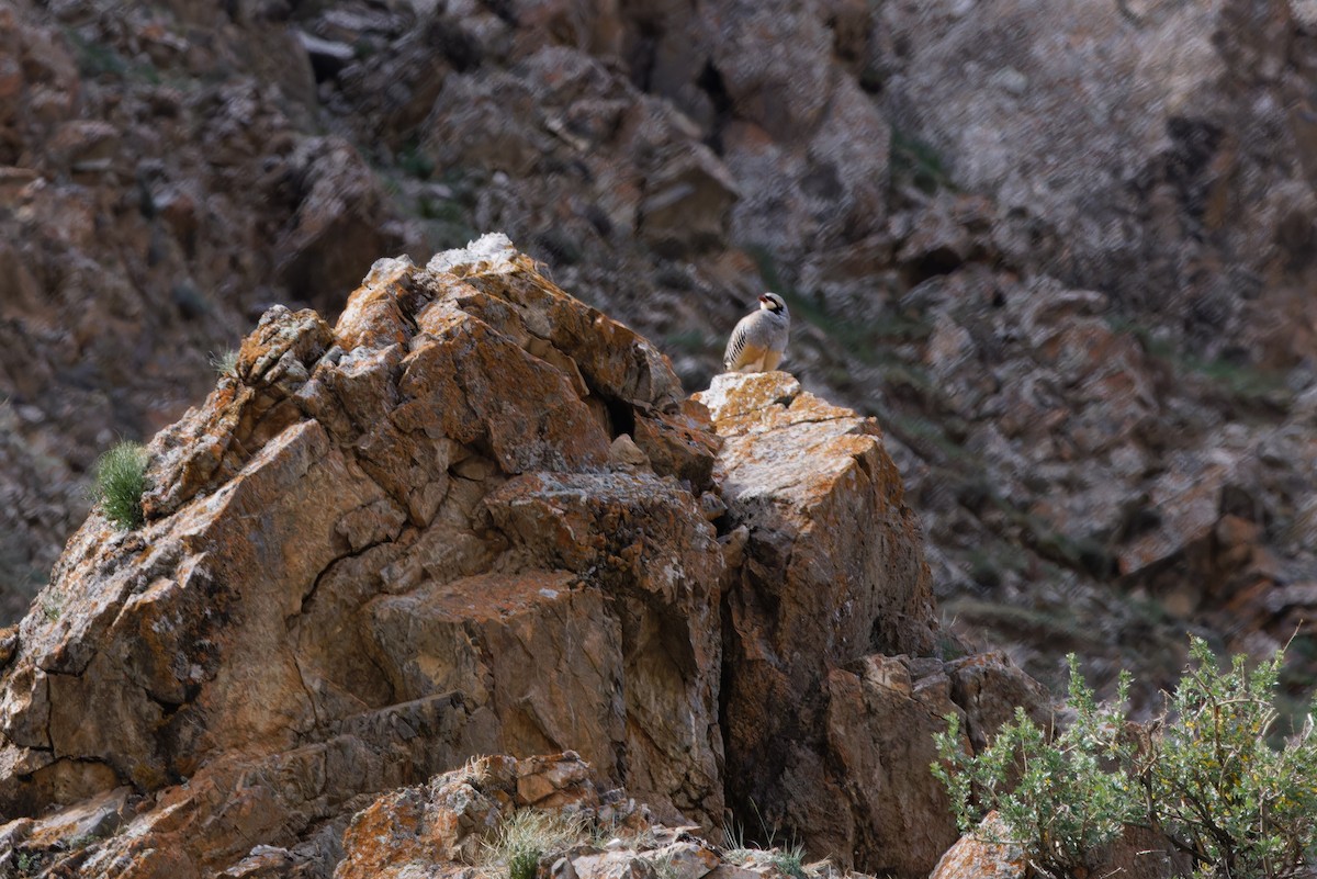 Chukar - ML623955184