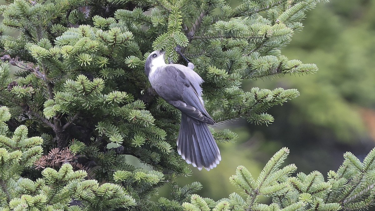 Canada Jay - ML623955188