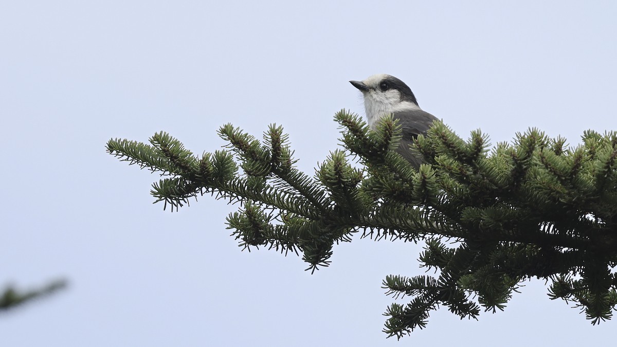 Canada Jay - ML623955189