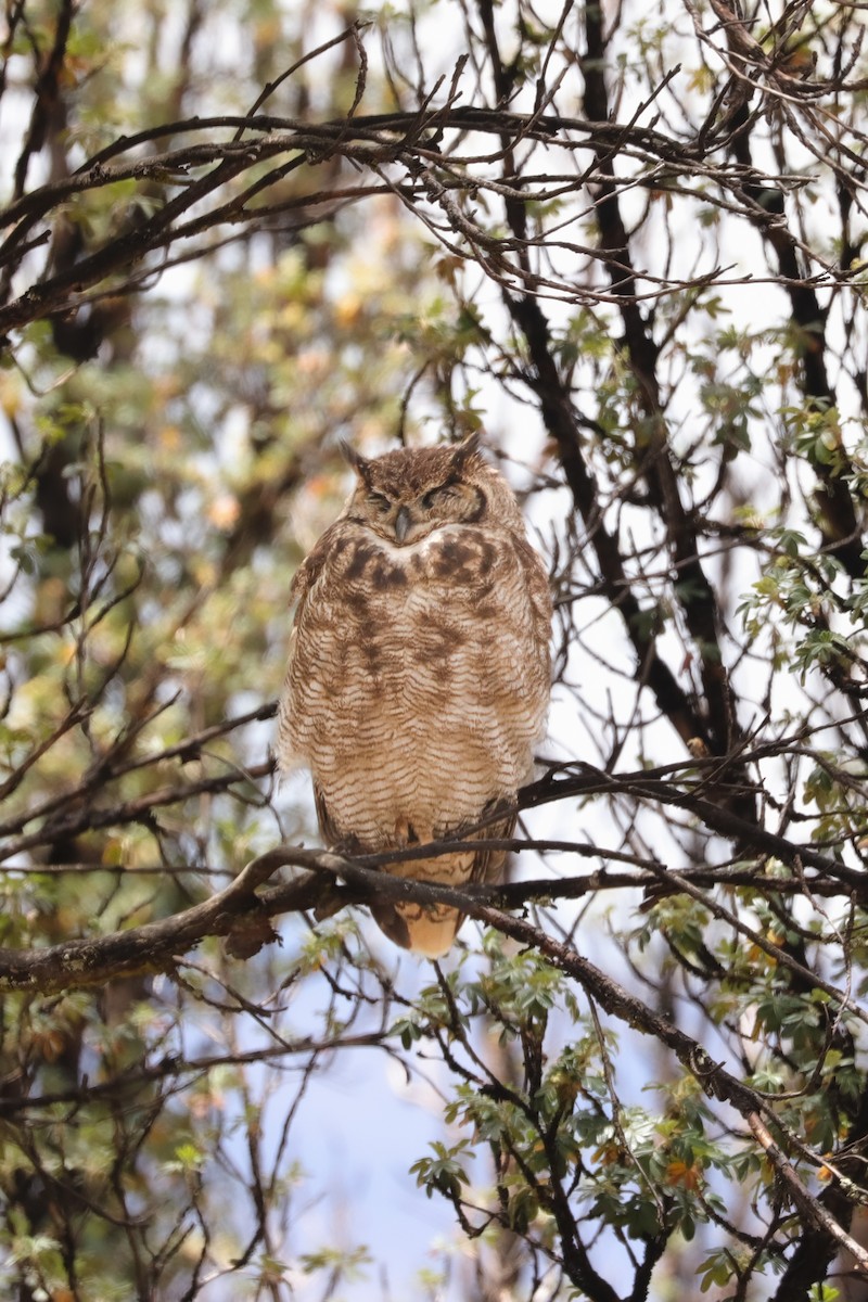 Lesser Horned Owl - ML623955195