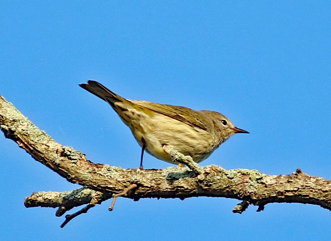 Paruline tigrée - ML623955208