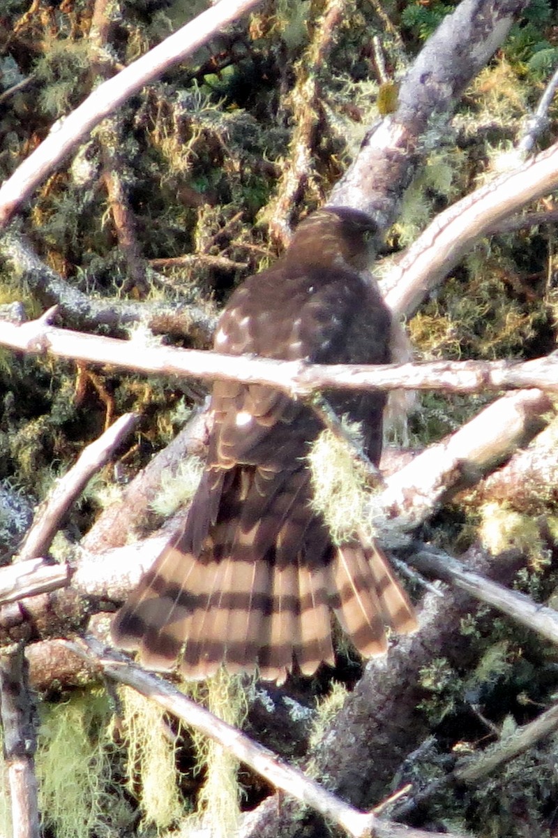 Sharp-shinned Hawk - ML623955210