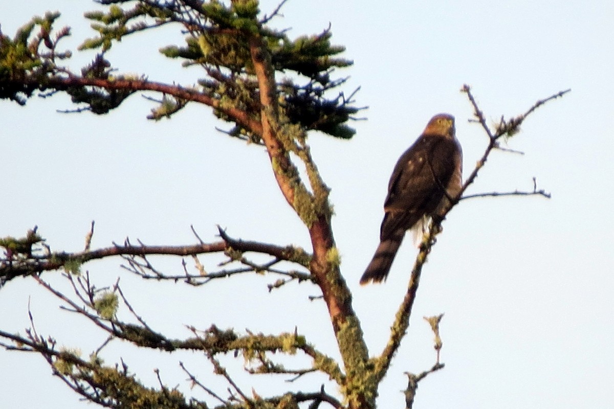 Sharp-shinned Hawk - ML623955211