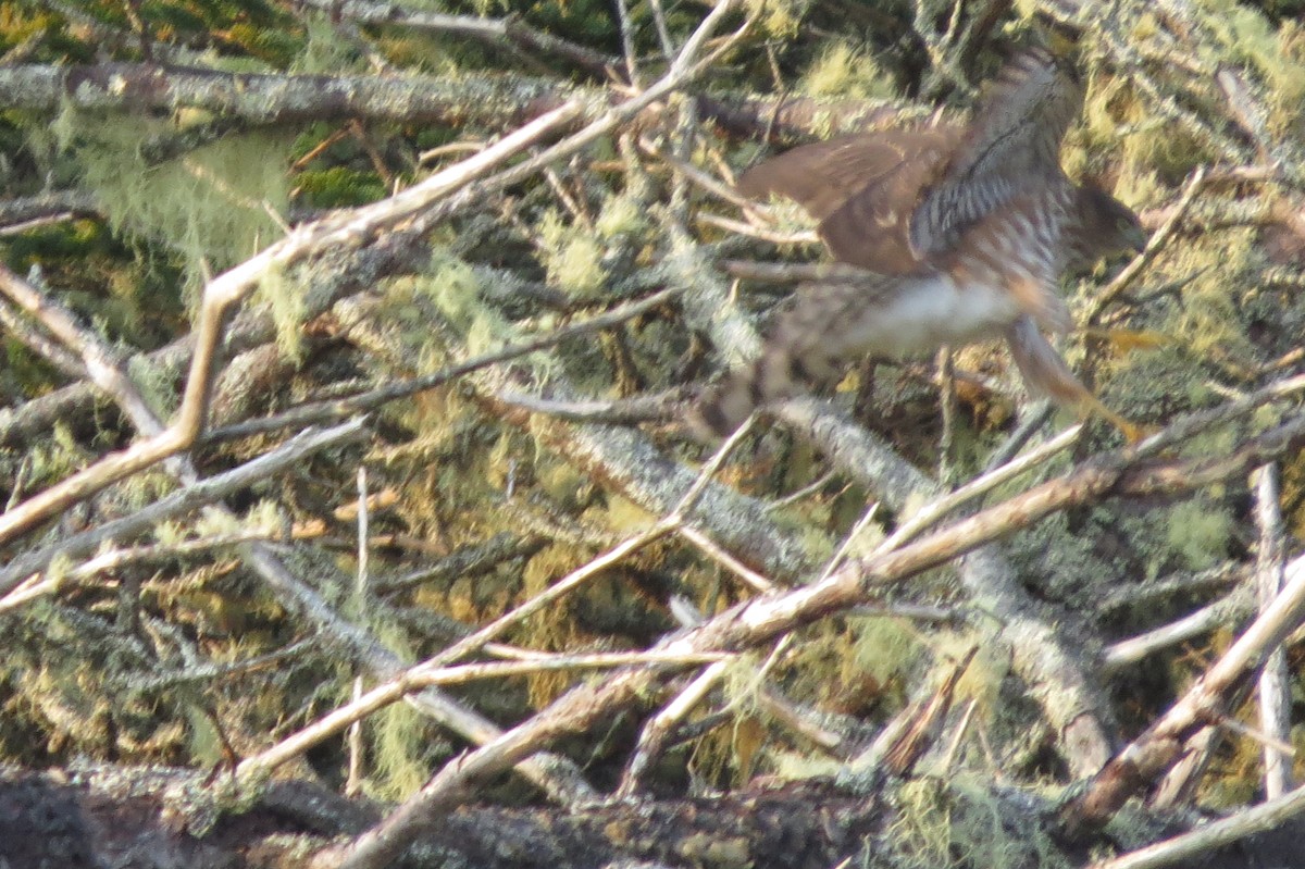 Sharp-shinned Hawk - ML623955212