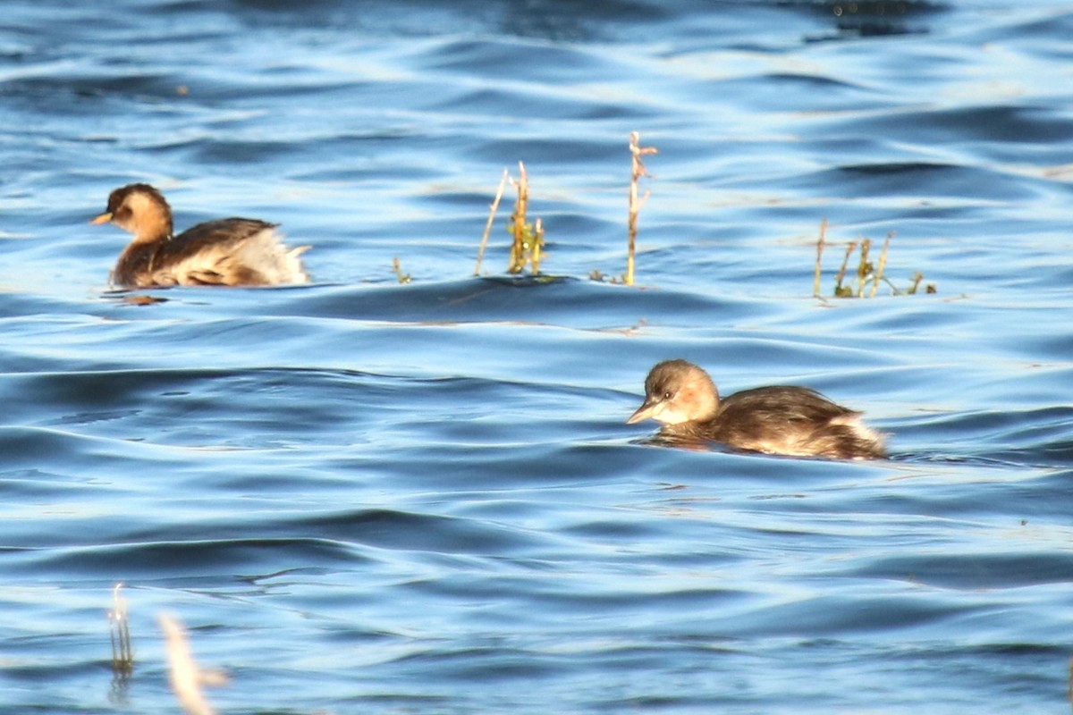 Little Grebe - ML623955214