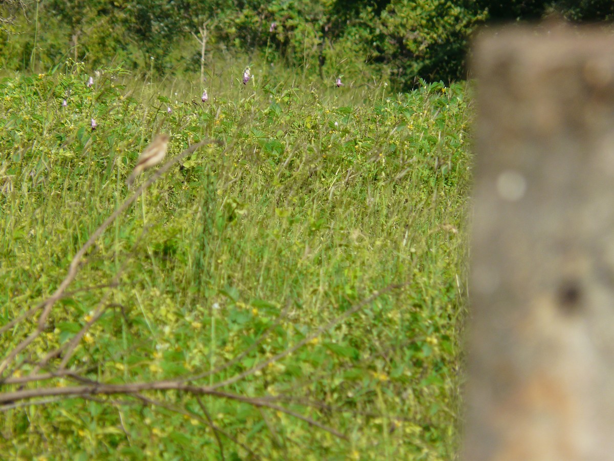 Siberian Stonechat - ML623955217