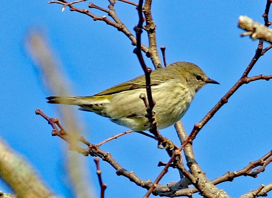 Paruline tigrée - ML623955219