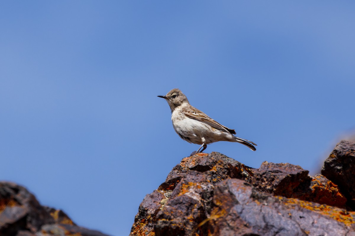 Water Pipit (Blakiston's) - ML623955222