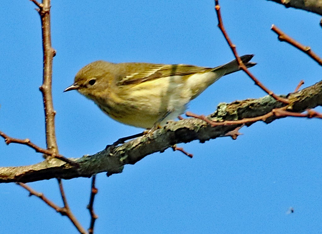 Paruline tigrée - ML623955223