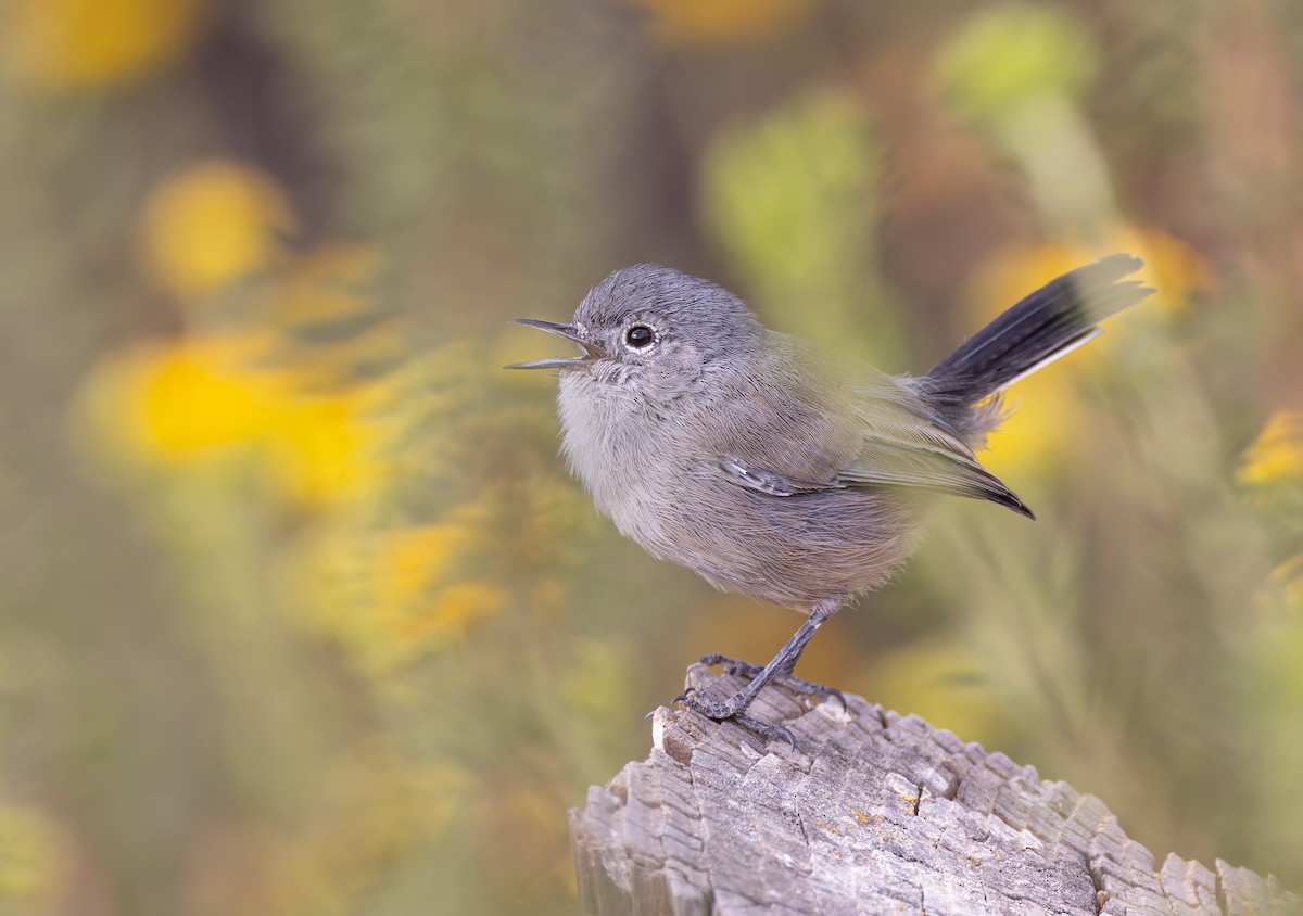 California Gnatcatcher - ML623955224