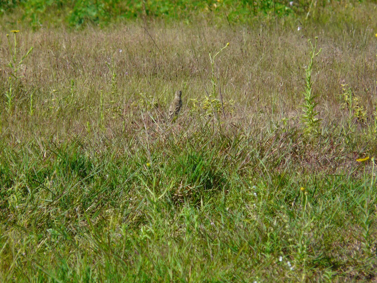 Paddyfield Pipit - ML623955228