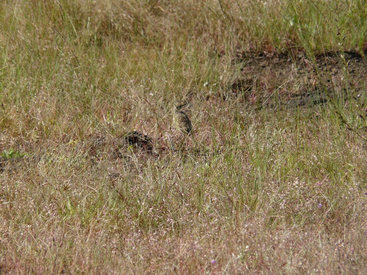 Paddyfield Pipit - ML623955229