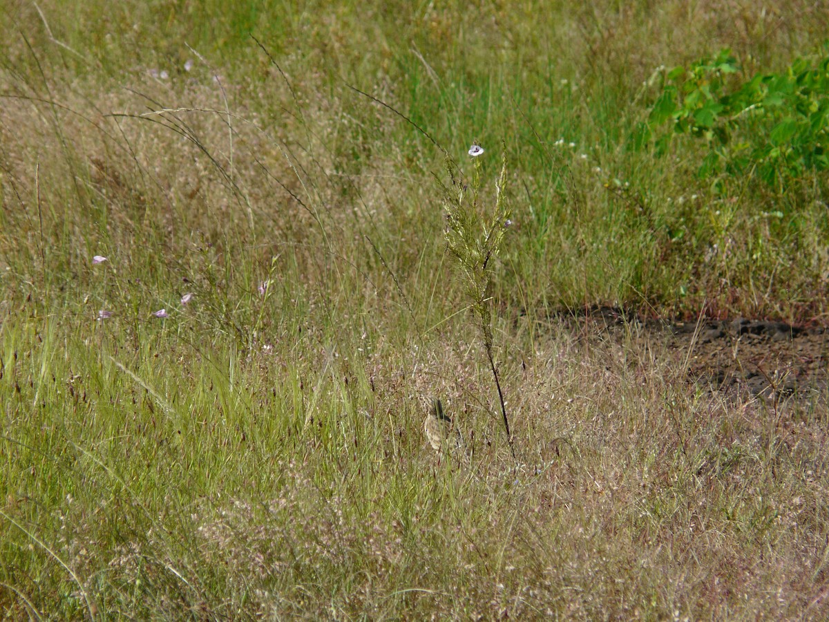 Paddyfield Pipit - ML623955230