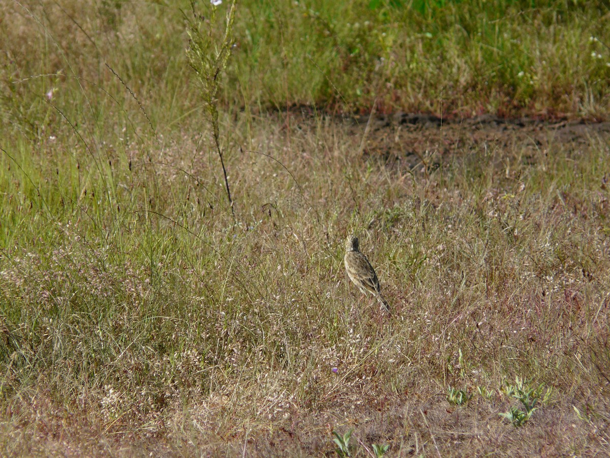 Paddyfield Pipit - ML623955231