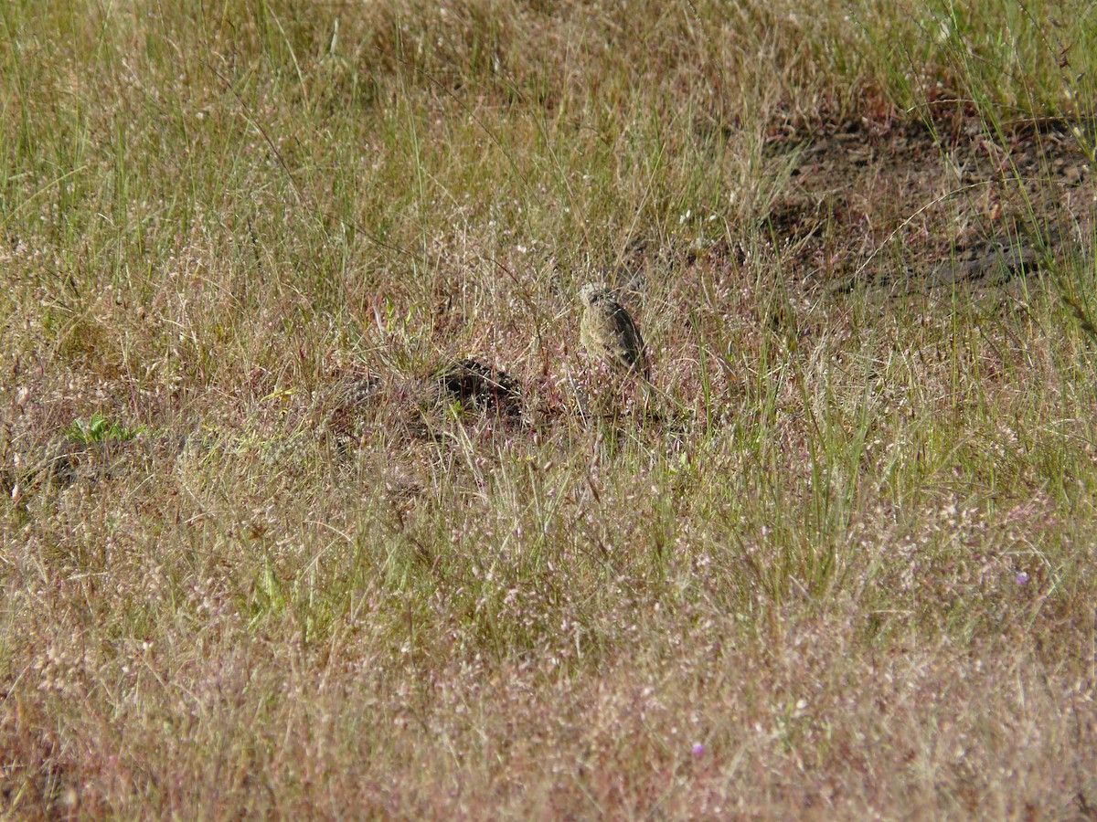 Paddyfield Pipit - ML623955232