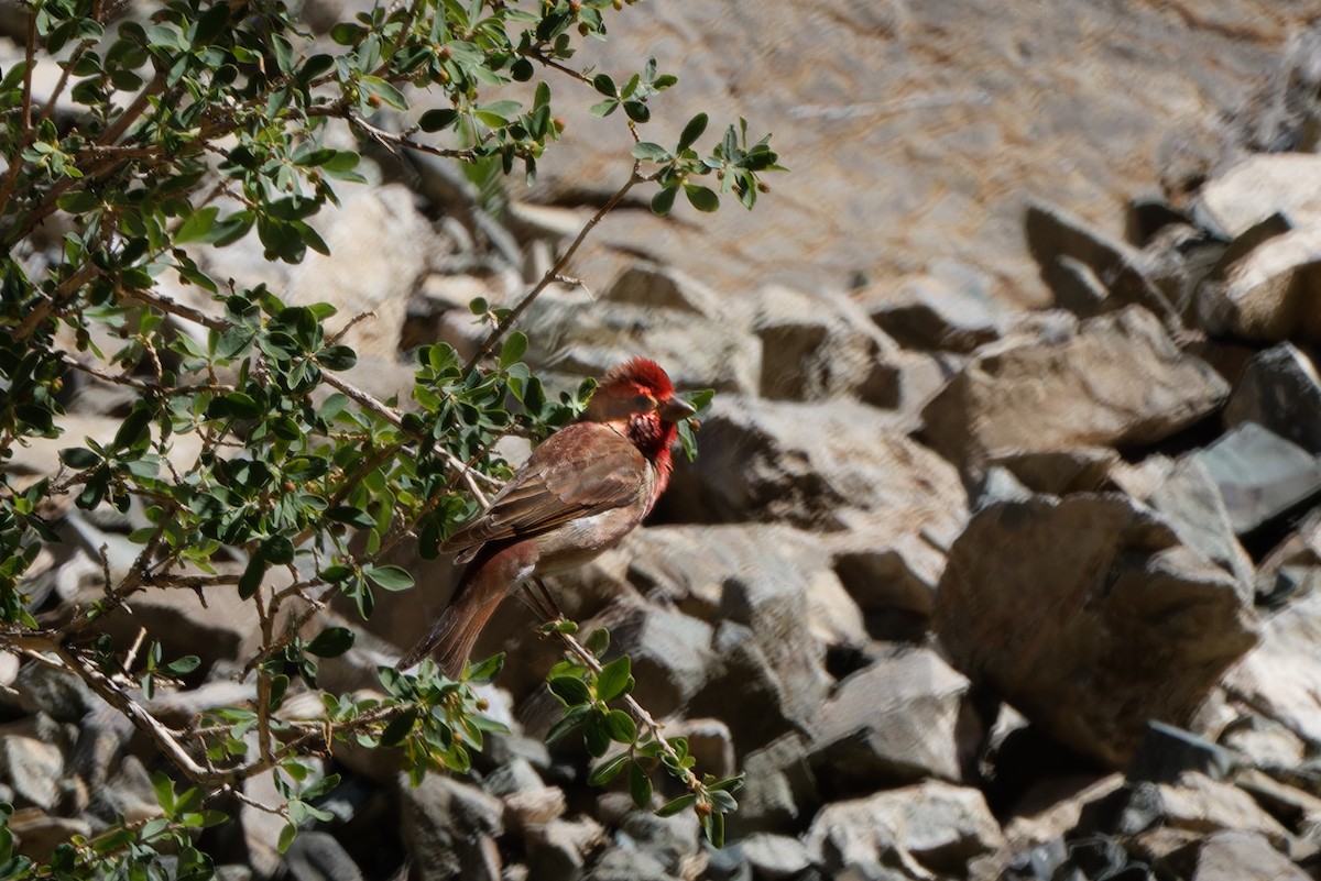 Common Rosefinch - ML623955233