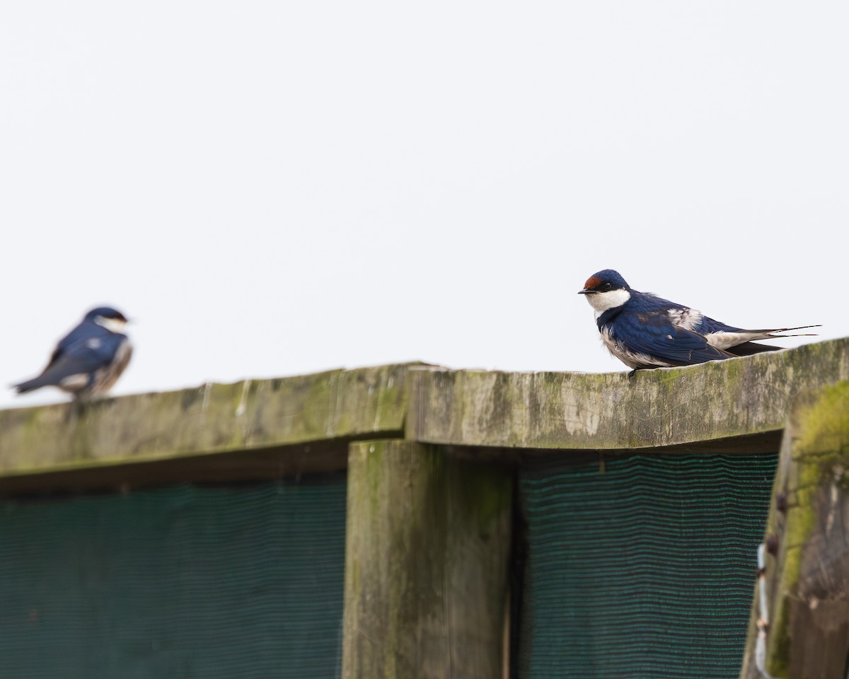 White-throated Swallow - ML623955237