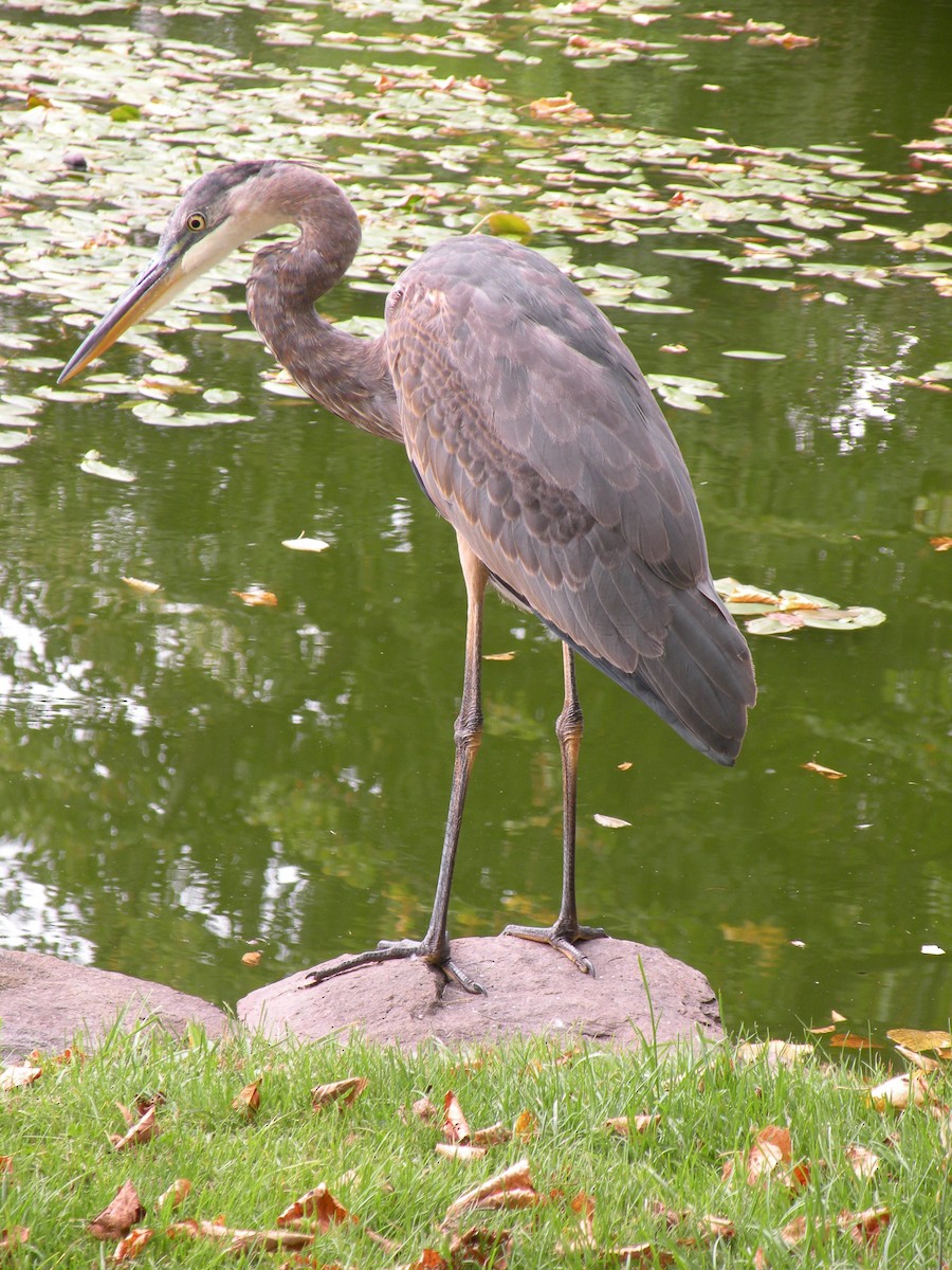 Great Blue Heron - ML623955247