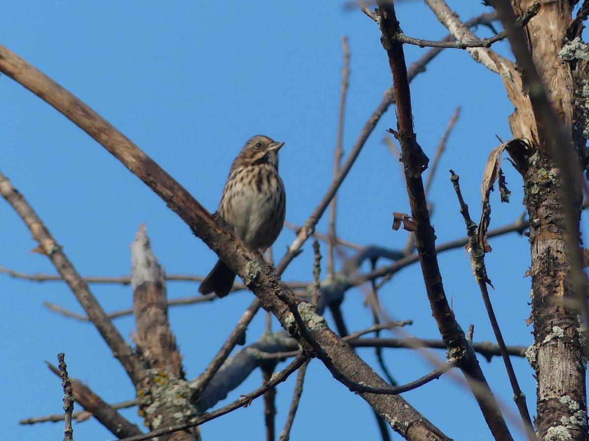 Song Sparrow - ML623955249