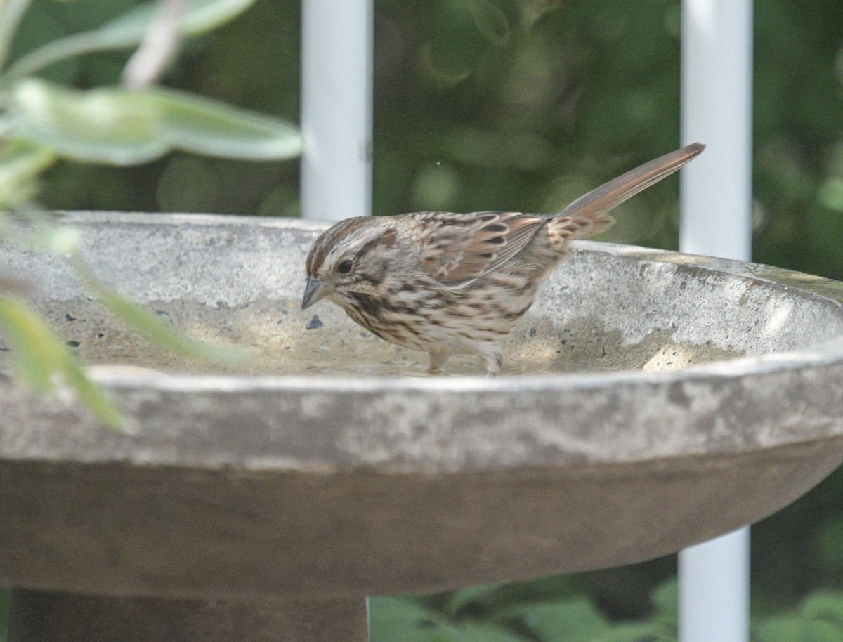 Song Sparrow - Margaret Poethig