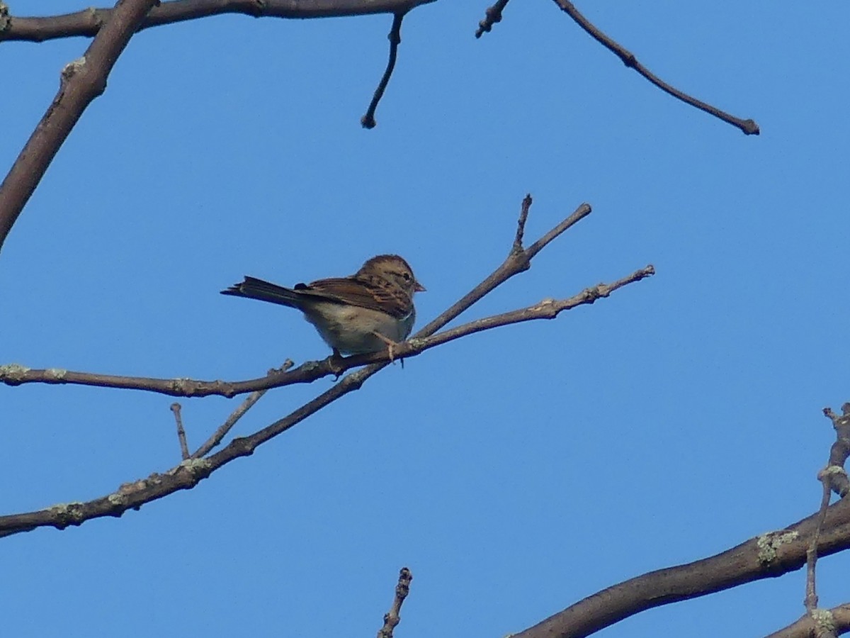 Song Sparrow - ML623955254