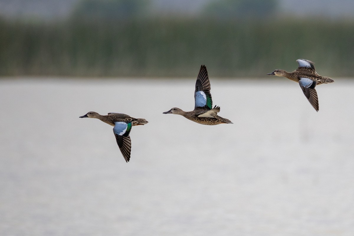 Blue-winged Teal - ML623955264