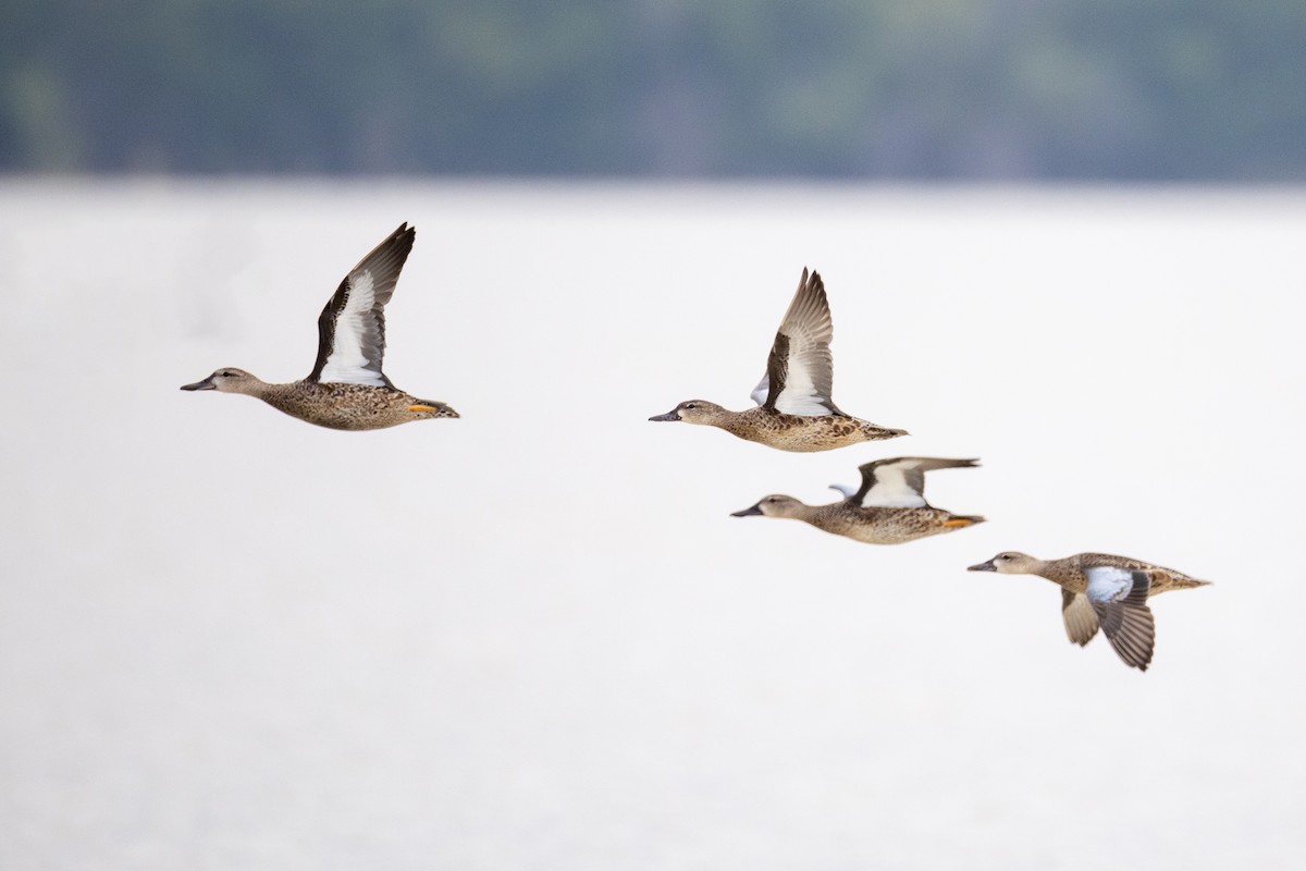 Blue-winged Teal - ML623955266