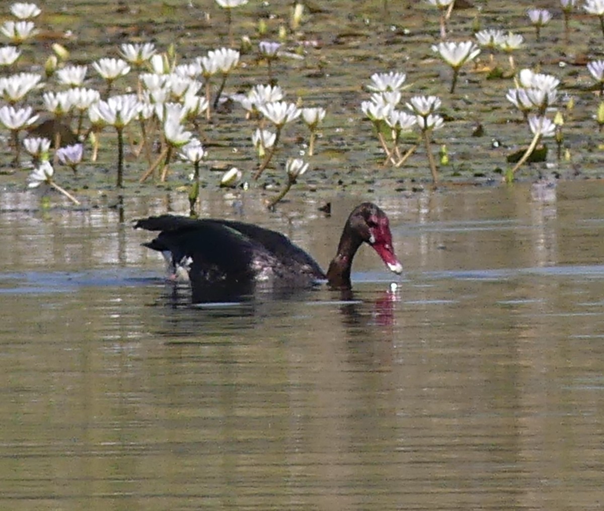 Spur-winged Goose - ML623955267