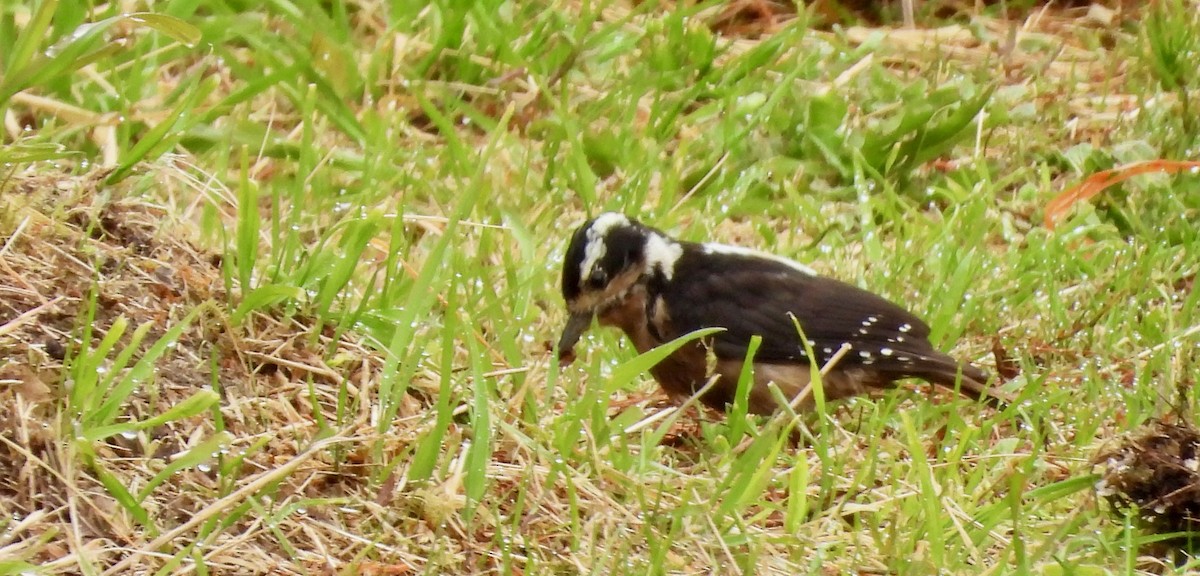 Hairy Woodpecker - ML623955268