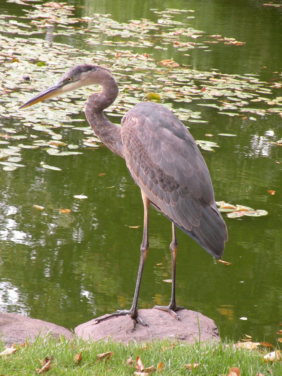 Great Blue Heron - ML623955274