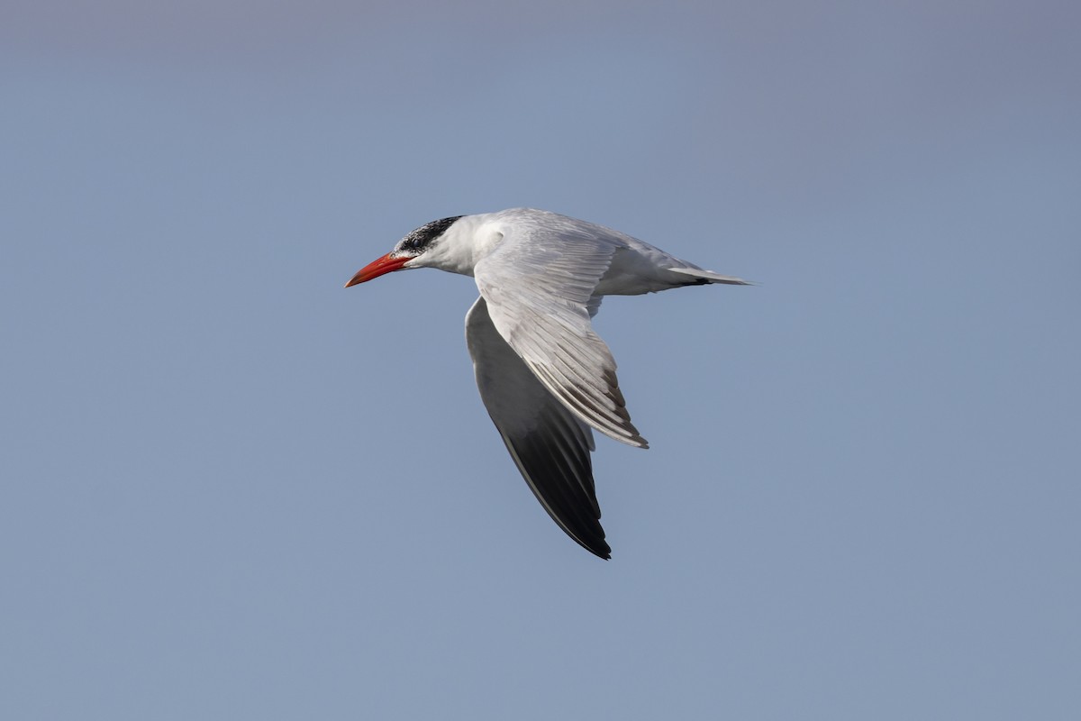 Caspian Tern - ML623955275