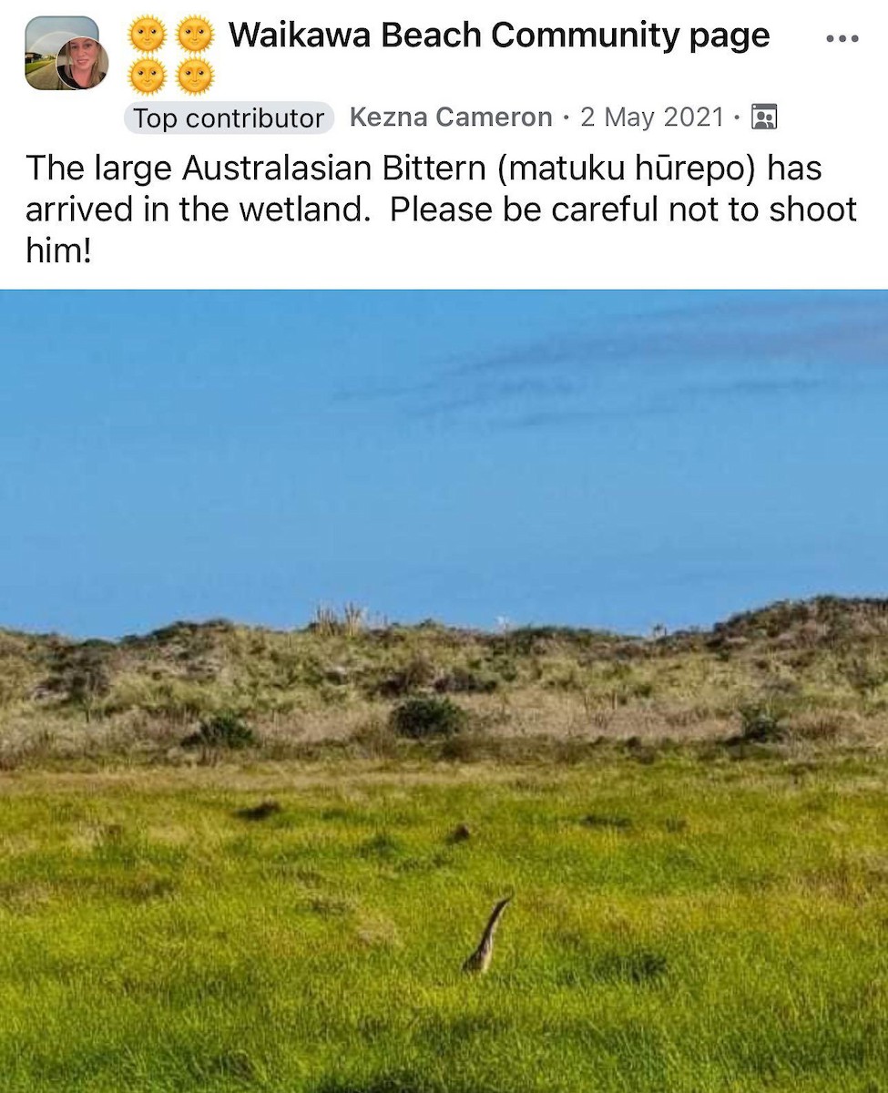 Australasian Bittern - ML623955276