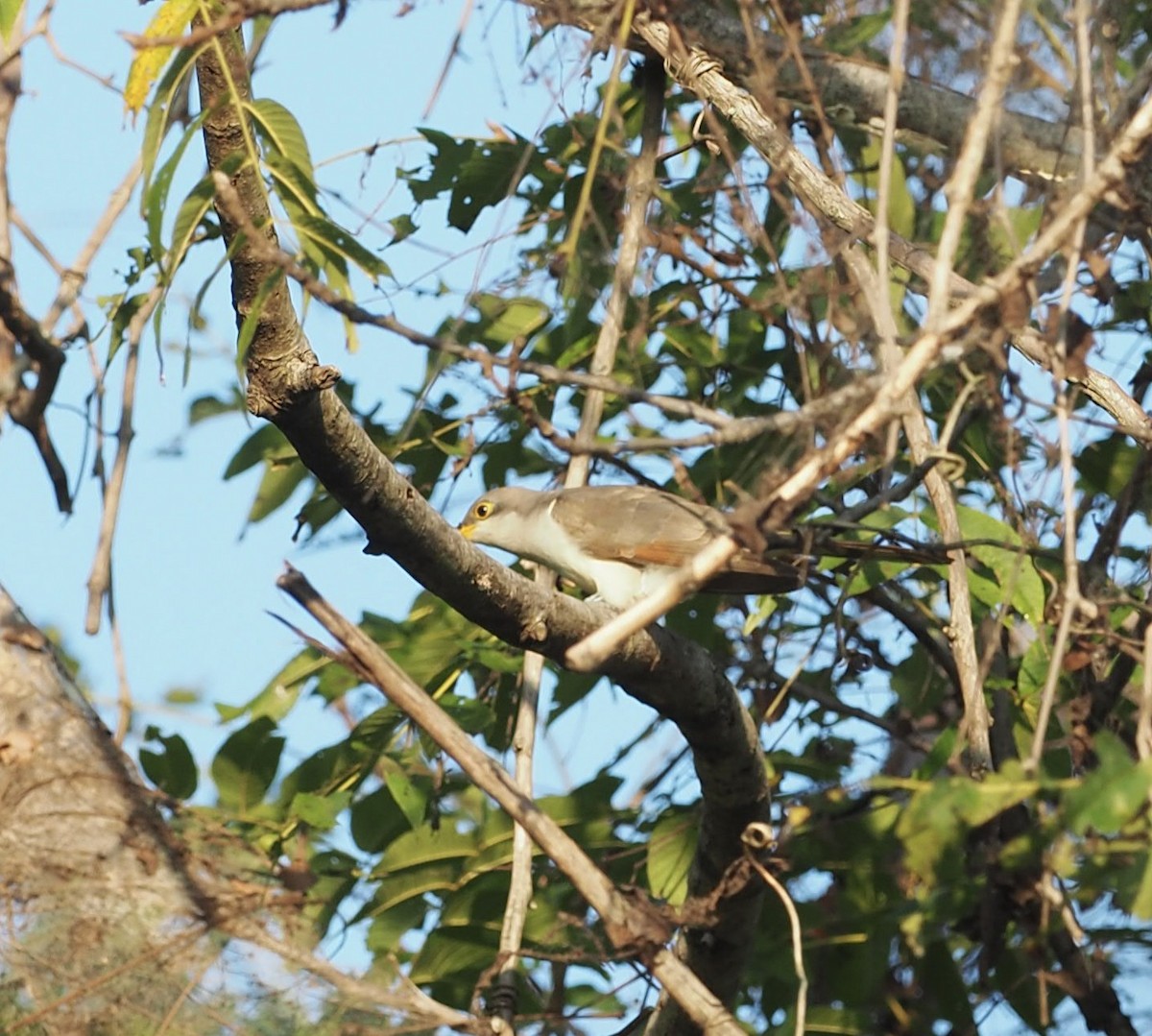 Yellow-billed Cuckoo - ML623955281