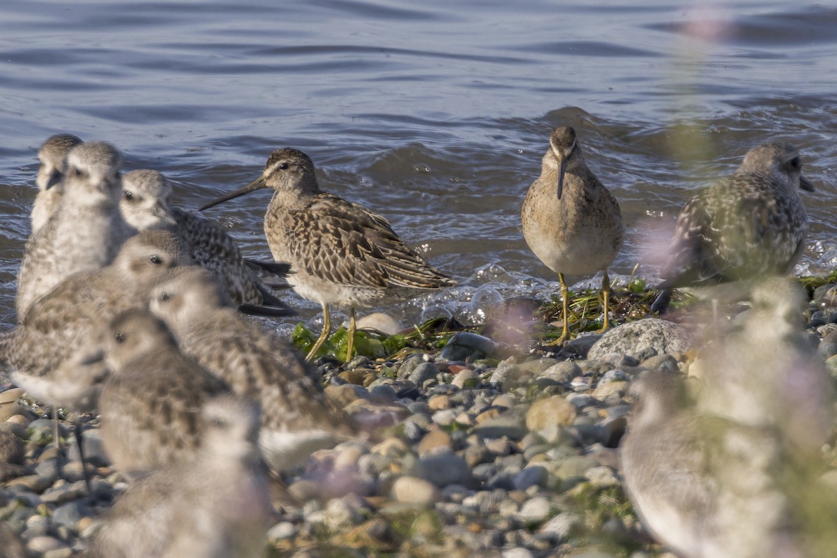 Short-billed/Long-billed Dowitcher - ML623955283