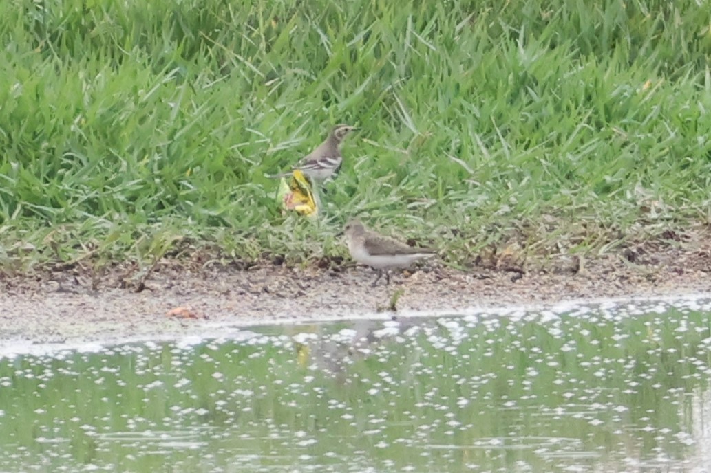 Temminck's Stint - ML623955284