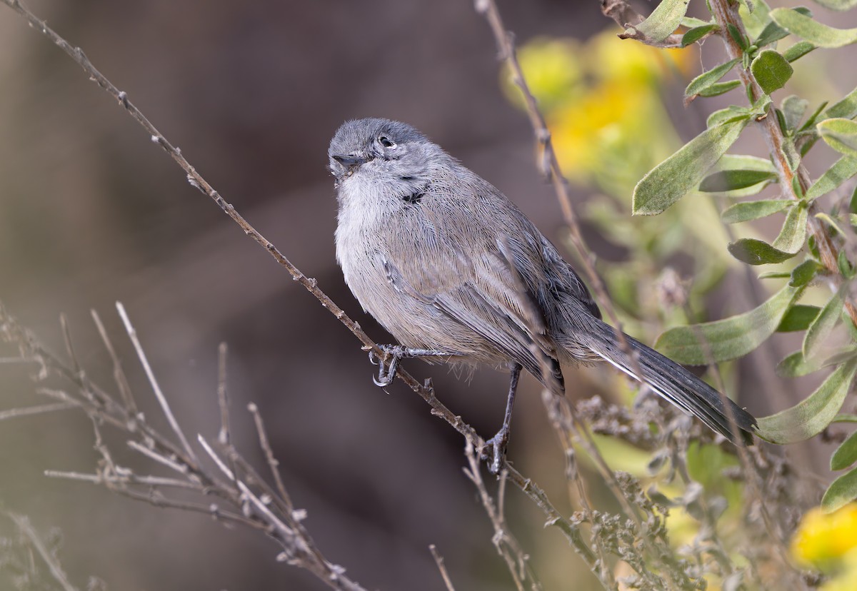 California Gnatcatcher - ML623955285